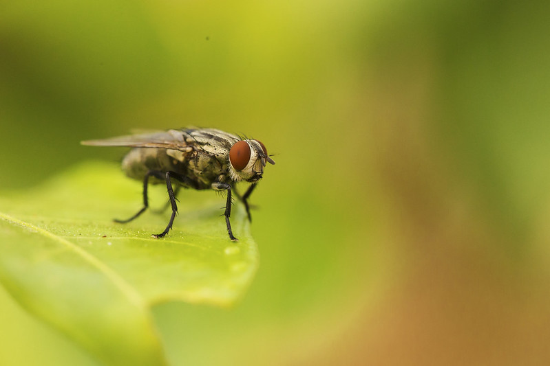 House Flies  Control