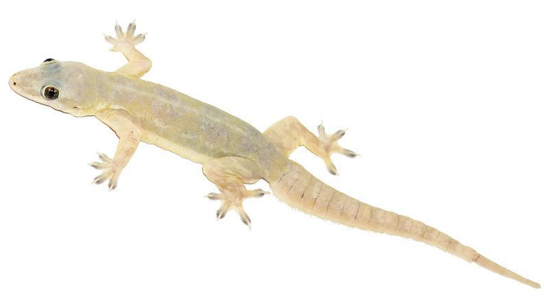 Lizard  Control