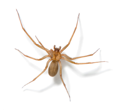 Spider  Control
