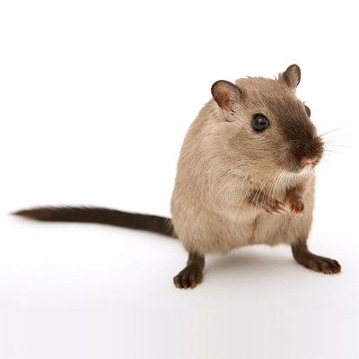 Rodent Control