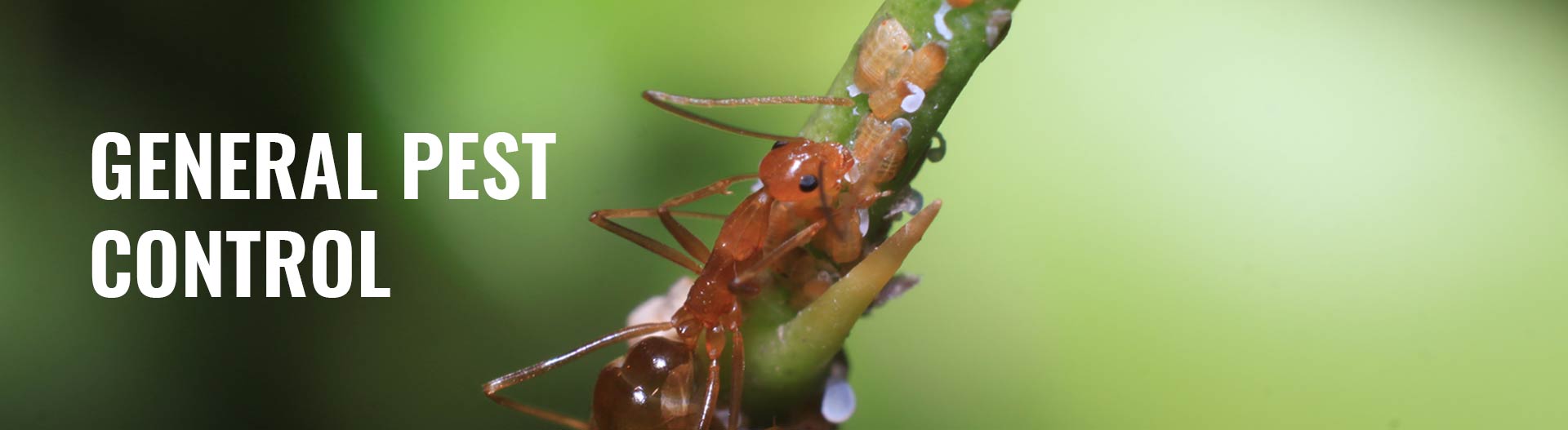 General Insect Control
