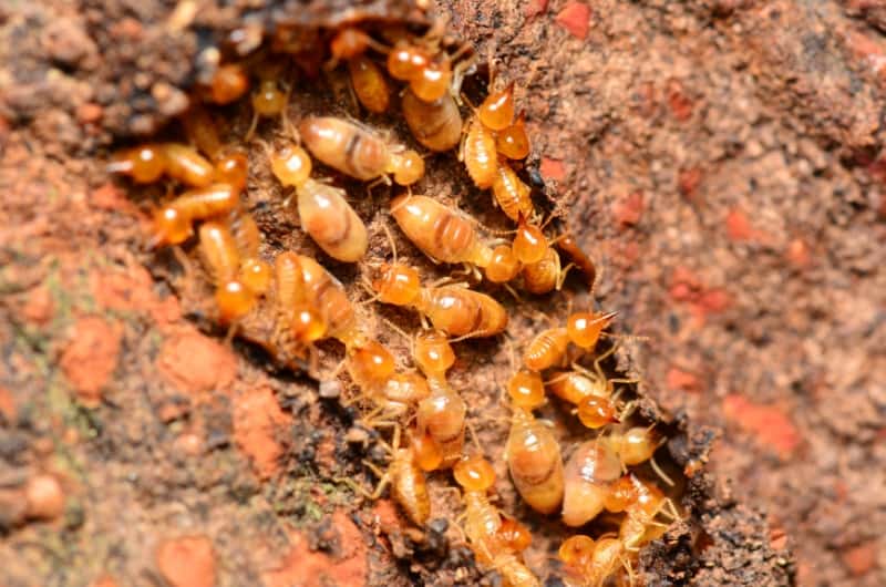 Termites  Control
