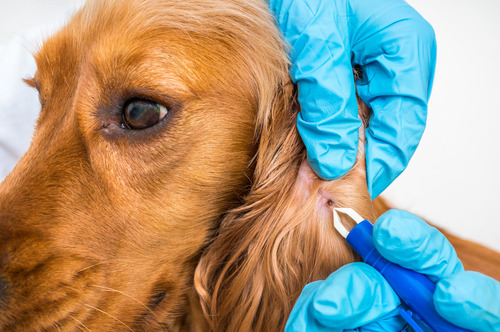 Dog ticks
