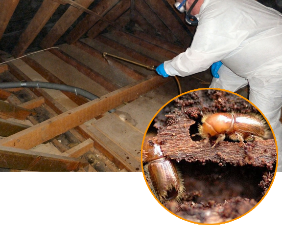 Wood Borer Control