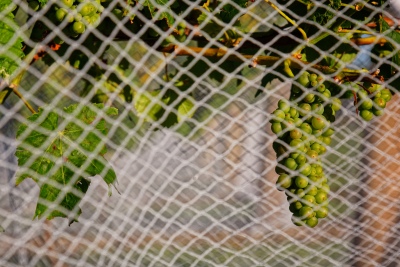 Bird  Proofing Services