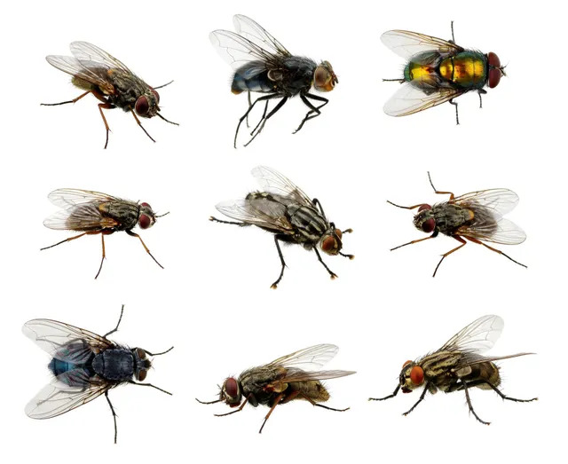  Flies Control  Services